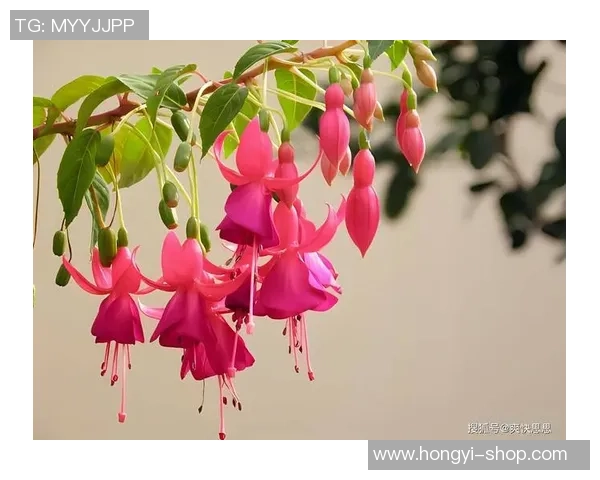 倒挂金钟的足球明星如何在绿茵场上展现独特魅力与技巧